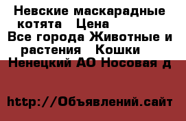Невские маскарадные котята › Цена ­ 20 000 - Все города Животные и растения » Кошки   . Ненецкий АО,Носовая д.